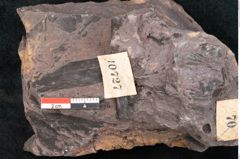 Foto (Detailansicht) von Odontopteris minor Brongniart (NHMW-GEO-2024-0188-10727)